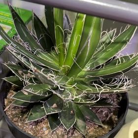 Photo of the plant species Thread Agave by @RothyGrace named Runo on Greg, the plant care app