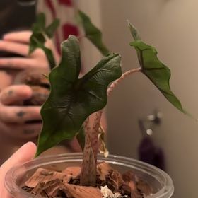 Photo of the plant species Alocasia Tundurusa by @RothyGrace named Jacklyn on Greg, the plant care app