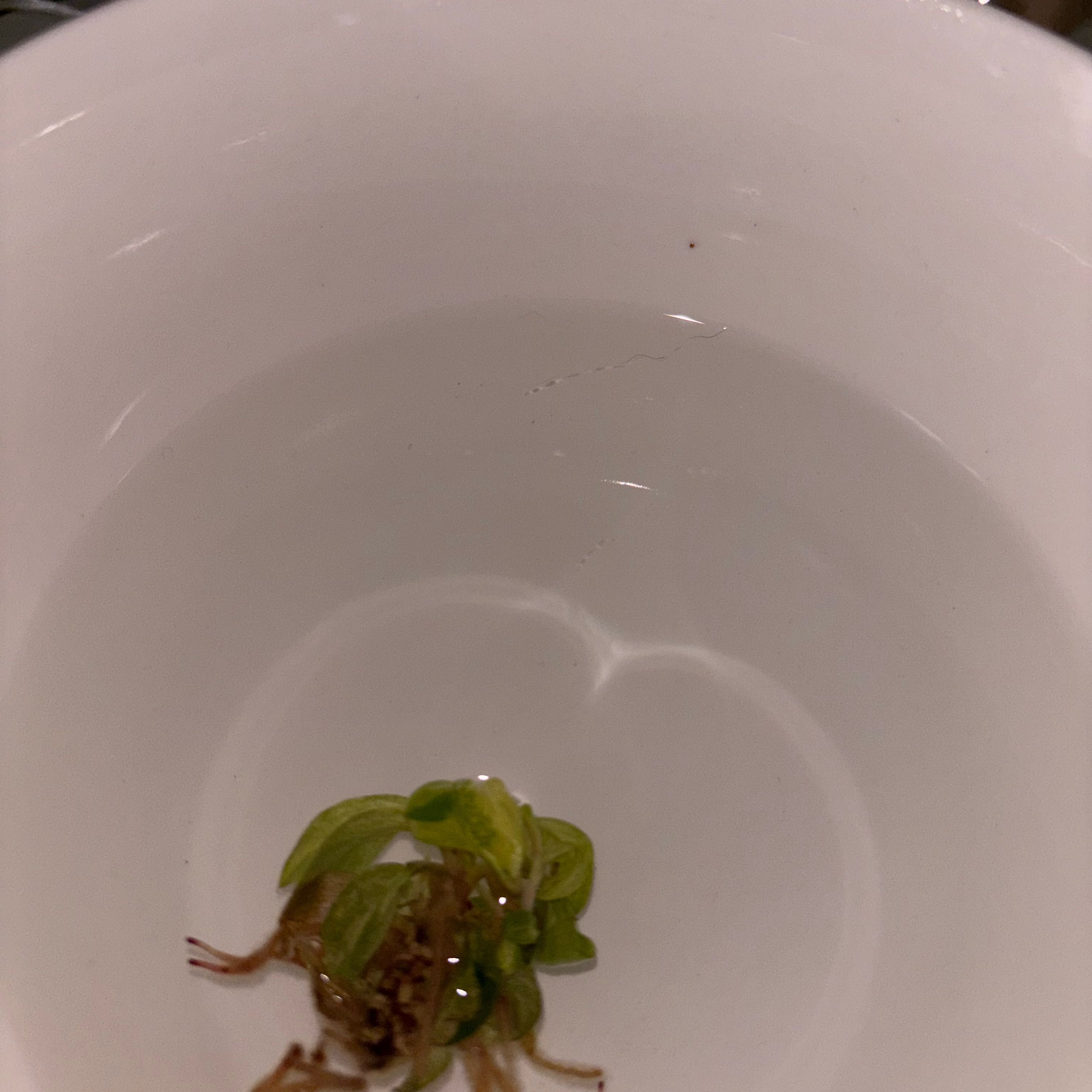 Photo of the plant species Philodendron 'Orange Princess' by @RothyGrace named Princess Leia on Greg, the plant care app