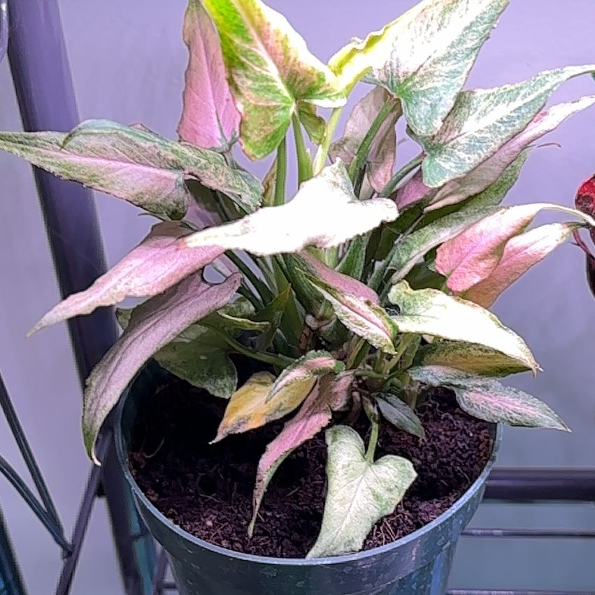 Photo of the plant species Syngonium podophyllum 'Mickey' by @RothyGrace named Mickey on Greg, the plant care app