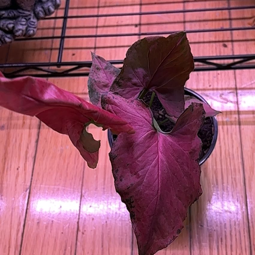 Photo of the plant species Syngonium by @RothyGrace named Rosa on Greg, the plant care app