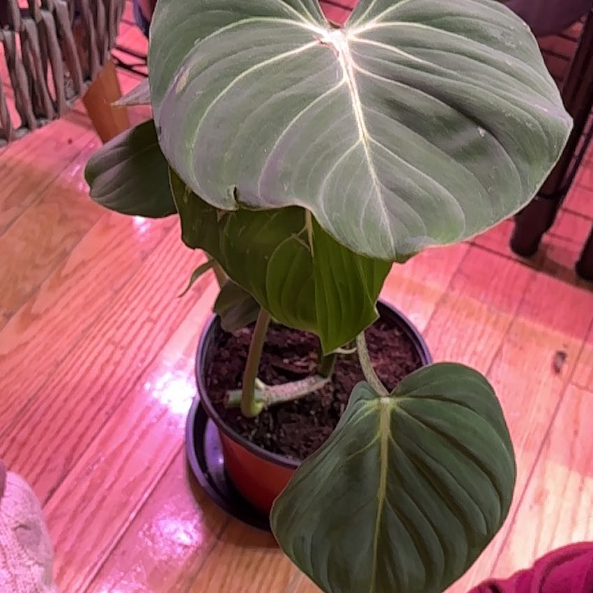 Photo of the plant species Philodendron 'Glorius' by @RothyGrace named Charlie on Greg, the plant care app