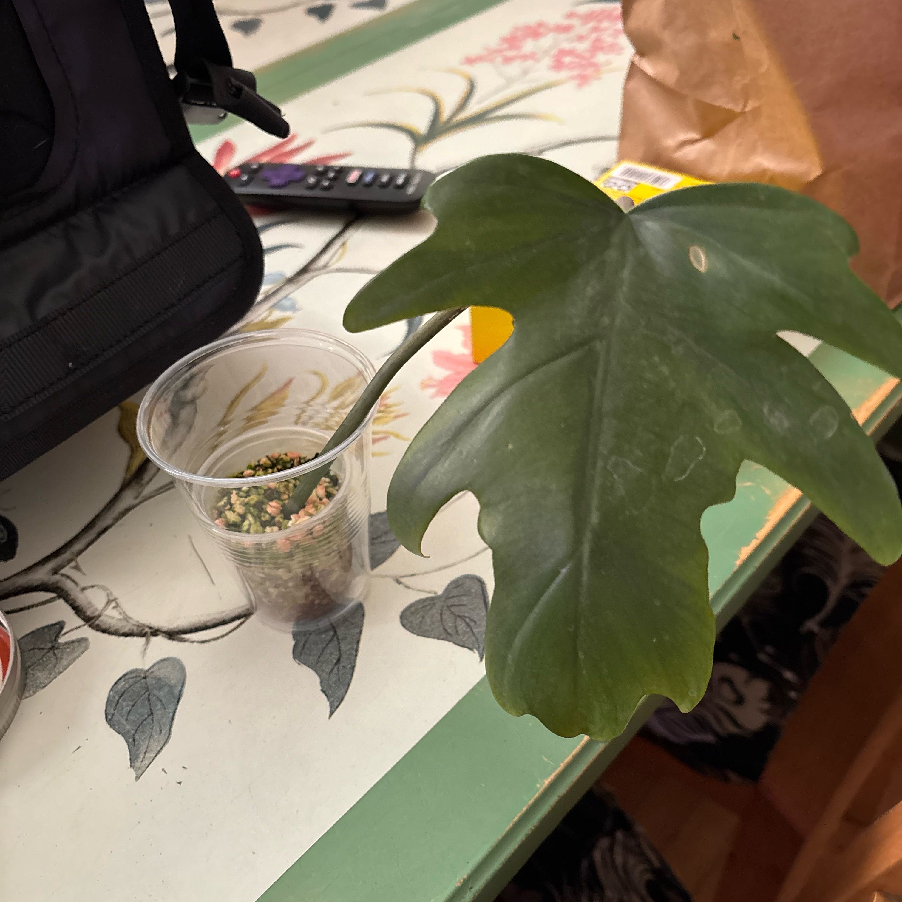 Photo of the plant species Philodendron mayoi by @RothyGrace named Orwell on Greg, the plant care app