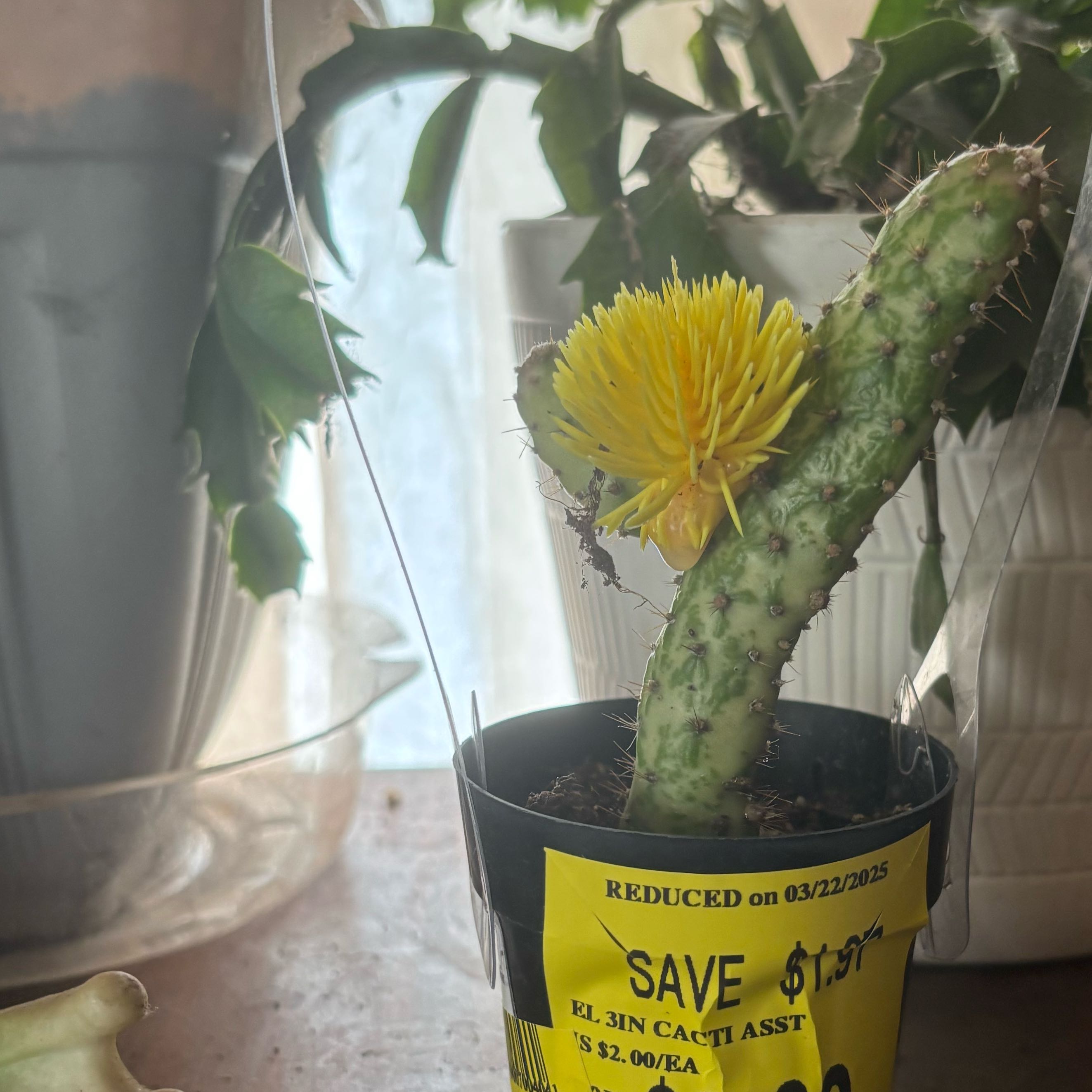 Photo of the plant species Yellow Flowering Cactus 'Album' by @ChicSagebush37 named Morgan Treeman on Greg, the plant care app