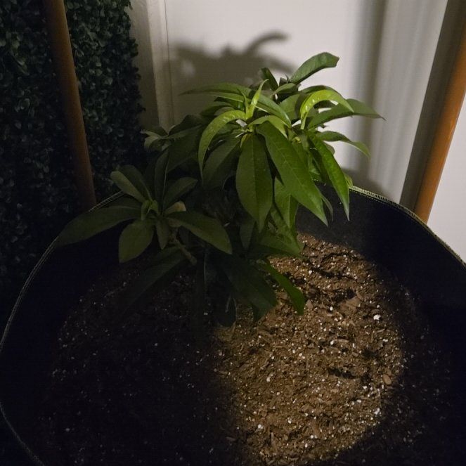 Photo of the plant species Bonanza Patio Peach Tree by @BossOpiumpoppy named Peaches on Greg, the plant care app
