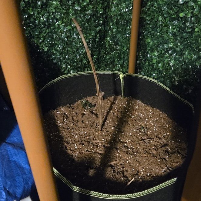 Photo of the plant species Himrod Grape by @BossOpiumpoppy named Grape on Greg, the plant care app