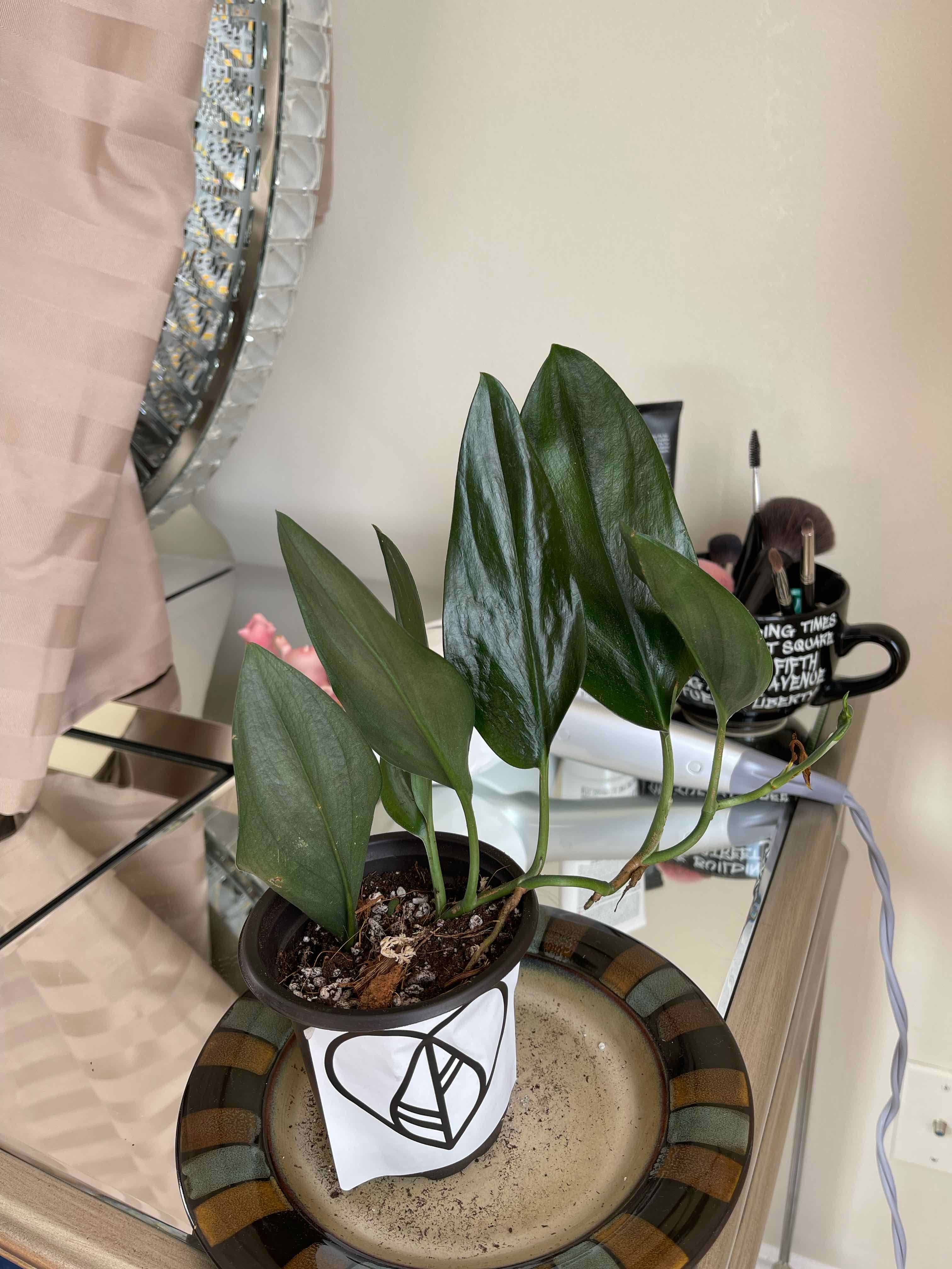 Scindapsus Treubii 'Dark Form' Temperature