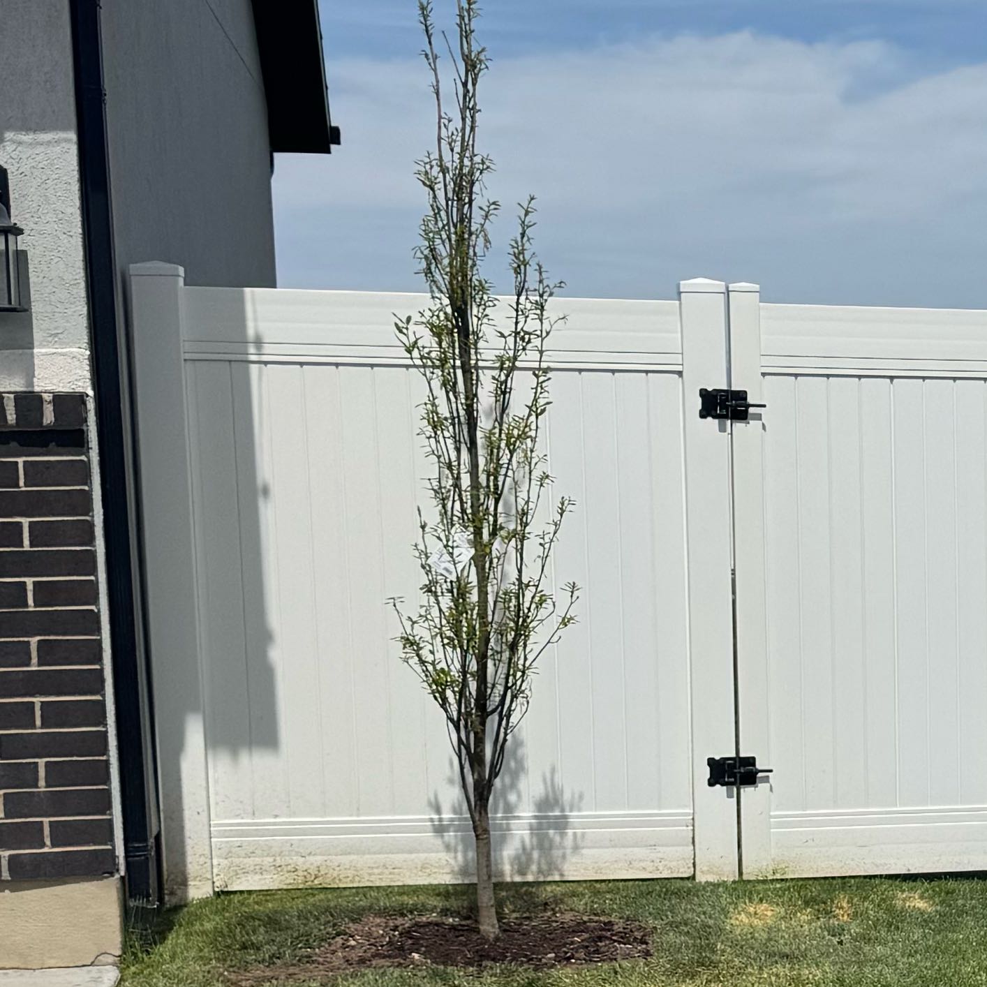 Photo of the plant species Kindred Spirit® Oak by @LegitYellowrose named Osmo on Greg, the plant care app