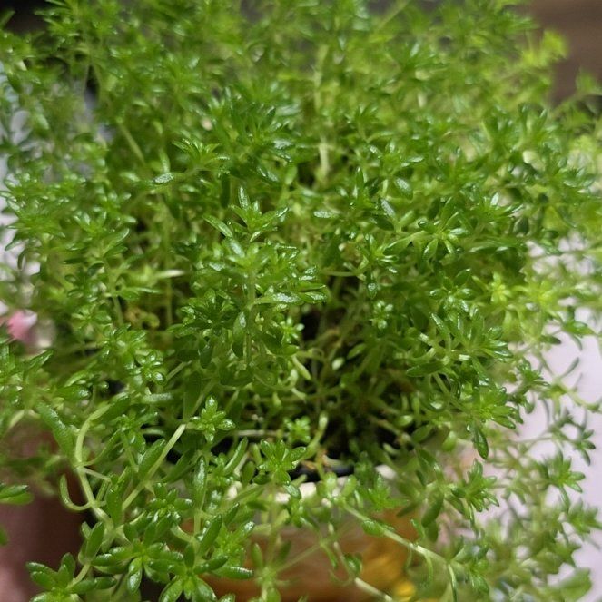Photo of the plant species Sedum japonicum 'Tokyo Sun' by @PetHopsage54 named LiloStitch on Greg, the plant care app