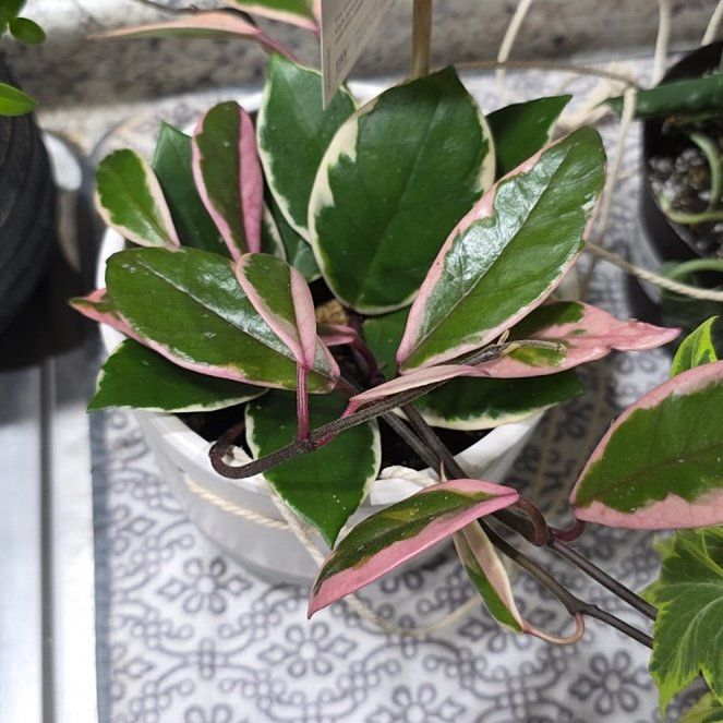 Photo of the plant species Endless Cascades Quinquenervia by @PetHopsage54 named Fernie Saunders on Greg, the plant care app