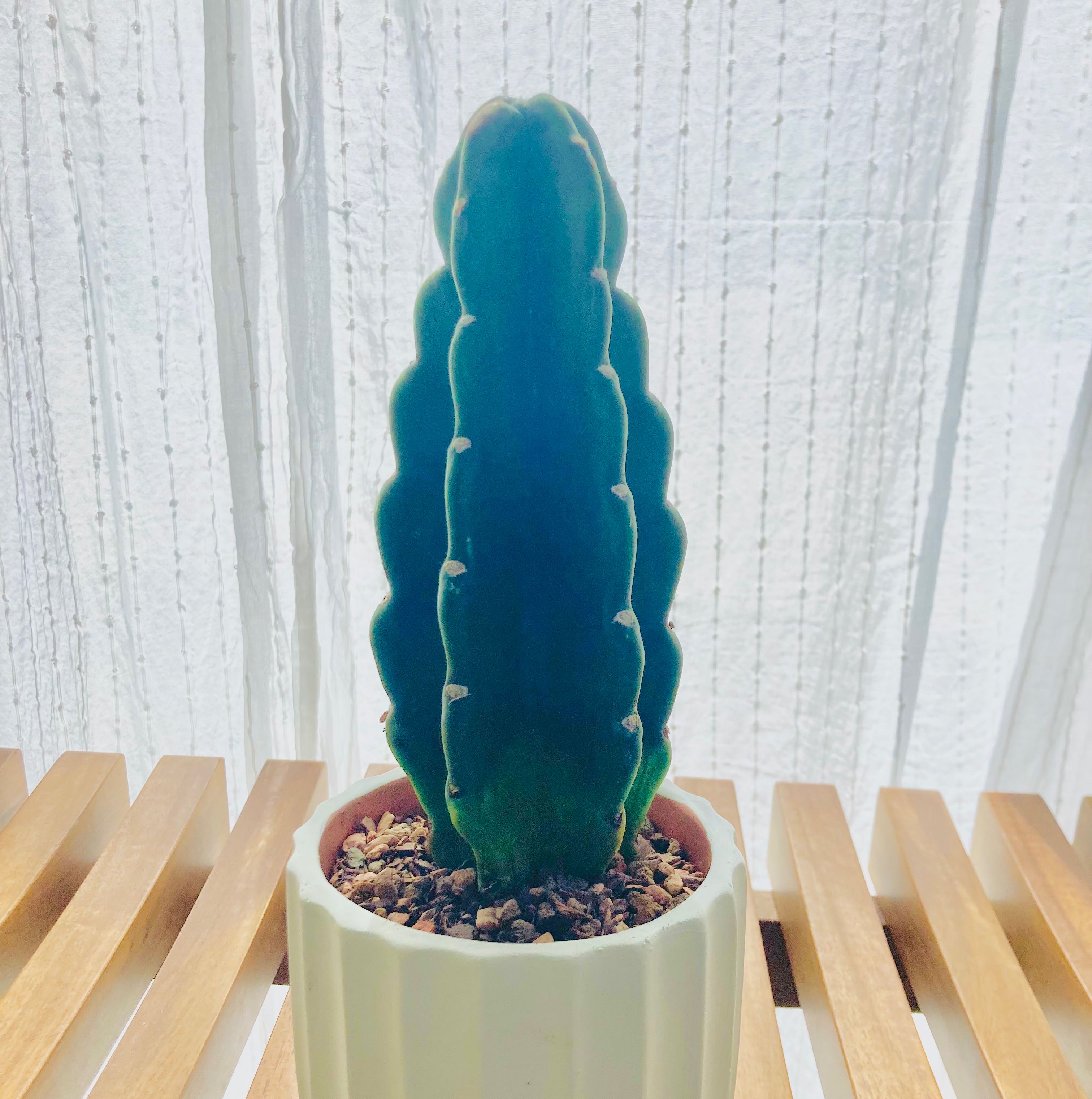 Photo of the plant species Lady of the Night Cactus by @PlantNeophyte named The Queen on Greg, the plant care app