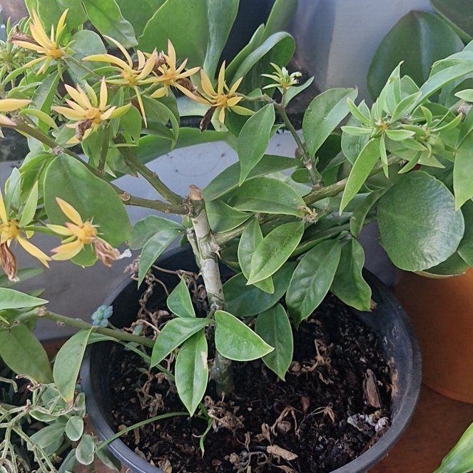 Photo of the plant species Barbados Gooseberry by @UnruffledFlax11 named Duke on Greg, the plant care app