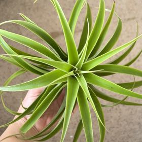 Photo of the plant species Tillandsia cacticola by @FullKowhai60 named Forrest on Greg, the plant care app
