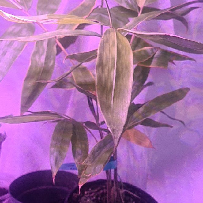 Photo of the plant species Black bamboos by @MarkedPapaya52 named Eva on Greg, the plant care app