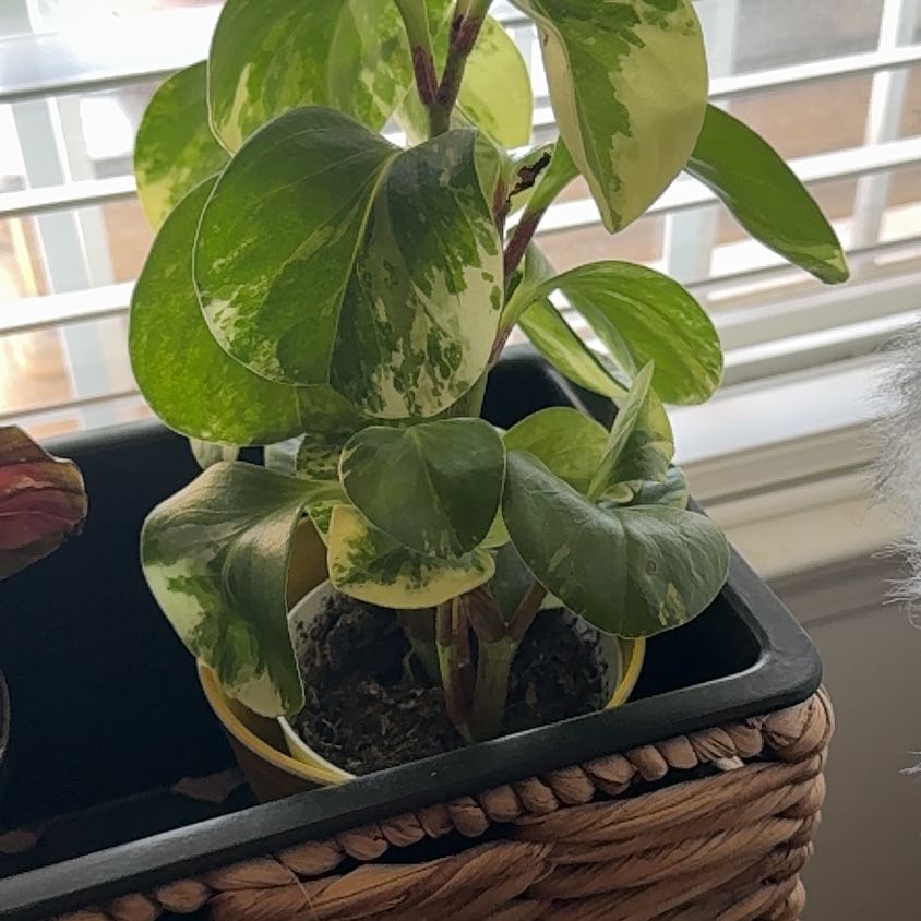 Photo of the plant species Pepperomia by @Cyn.RN named Pax on Greg, the plant care app