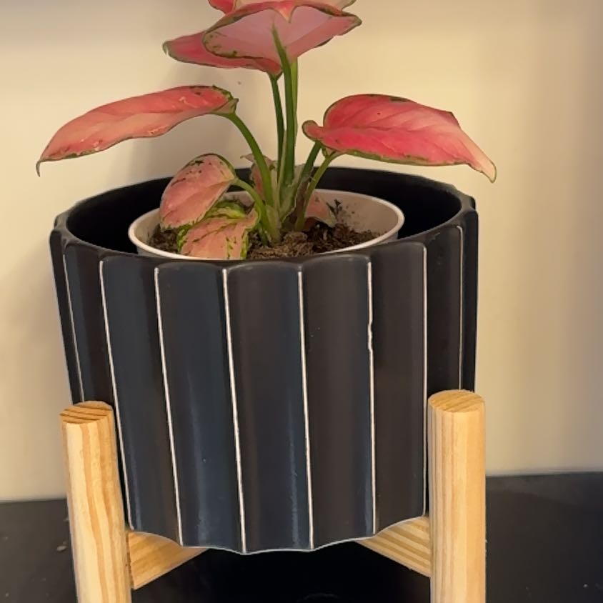 Photo of the plant species 'Lucky Red' by @Cyn.RN named Baesil on Greg, the plant care app