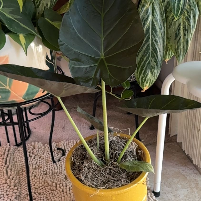 Photo of the plant species Elephant Ear by @Cyn.RN named da Vinci on Greg, the plant care app