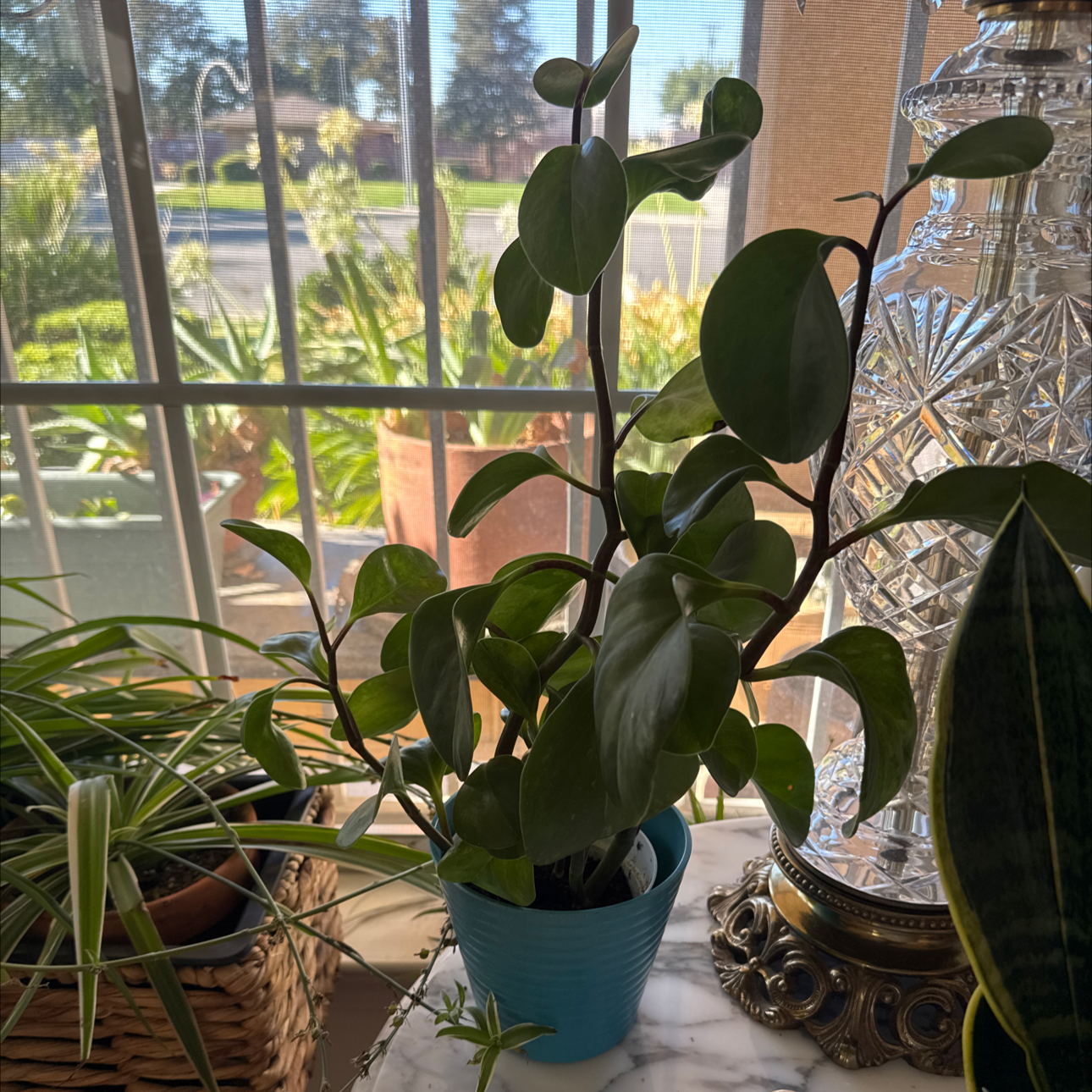 Photo of the plant species Pepperomia by @Cyn.RN named Pax on Greg, the plant care app