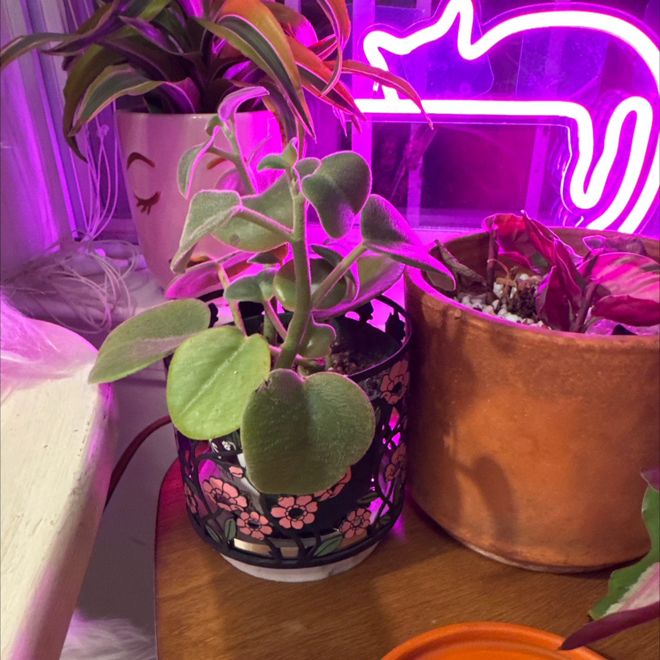 Photo of the plant species Felted Peperomia by @Cyn.RN named da Vinci on Greg, the plant care app