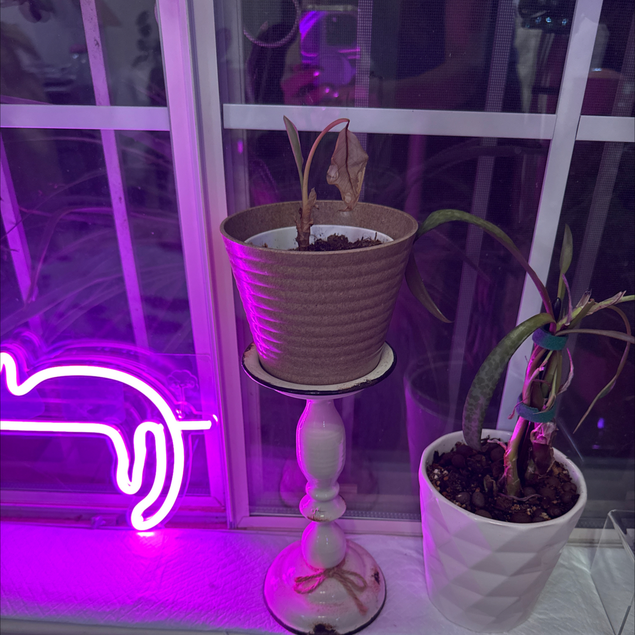 Photo of the plant species 'Lucky Red' by @Cyn.RN named Baesil on Greg, the plant care app