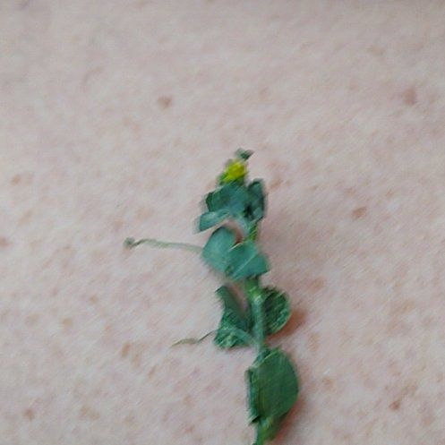 Photo of the plant species Blue Weed by @KindCoralpea19 named Aria on Greg, the plant care app