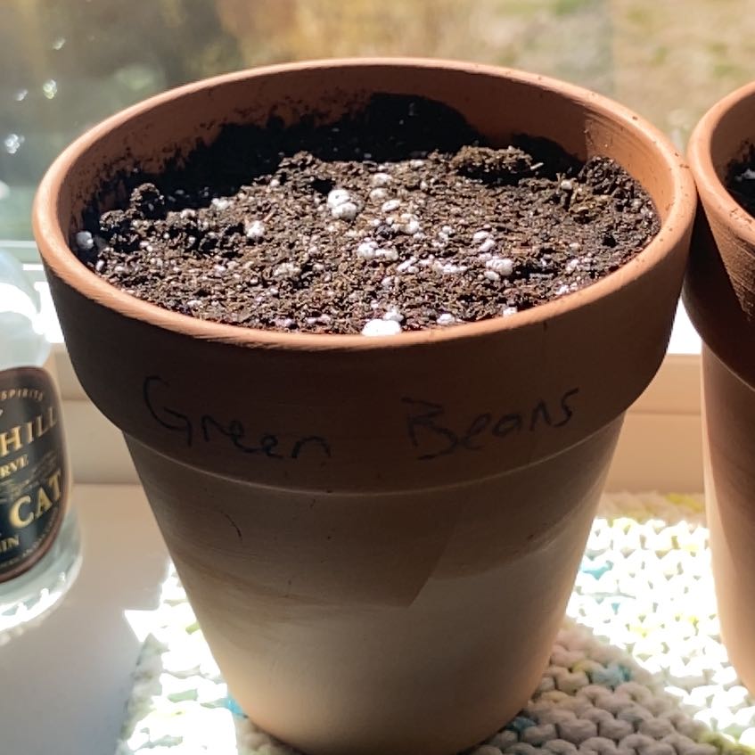 Photo of the plant species Green Beans by @ZingSnowrose13 named Jack the bean stalk on Greg, the plant care app
