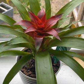 Photo of the plant species Red Bromelaid by @ZingSnowrose13 named Kylie on Greg, the plant care app