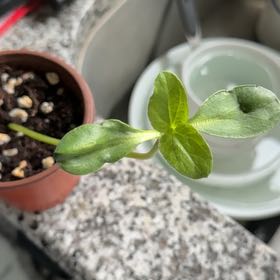 Photo of the plant species Mammoth Sunflower by @TinyOasis420 named Osmo on Greg, the plant care app