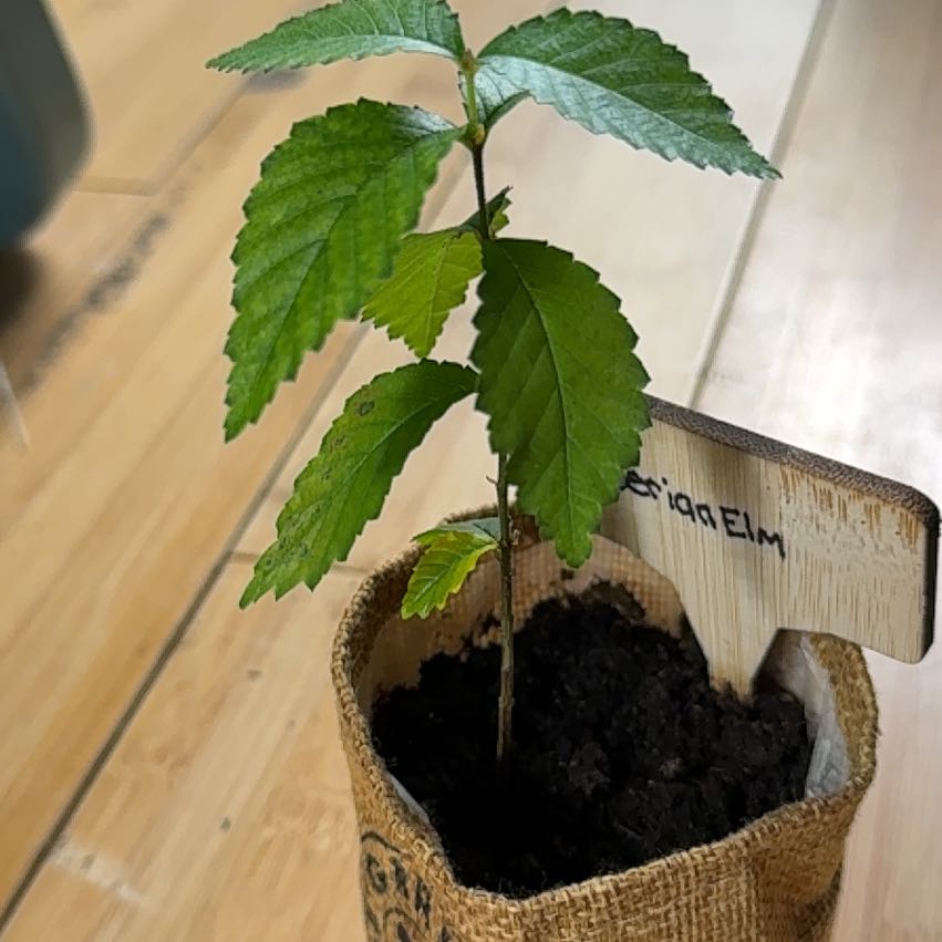 Photo of the plant species Siberian Elm by @TinyOasis420 named Terra on Greg, the plant care app