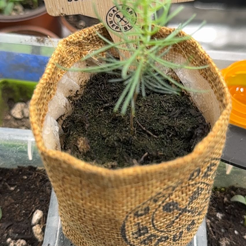 Photo of the plant species Japanese black pine by @TinyOasis420 named Rosa on Greg, the plant care app