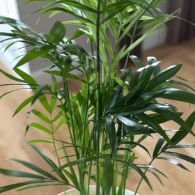 Photo of the plant species Bella Palm by @WiredRedfir41 named Boo on Greg, the plant care app
