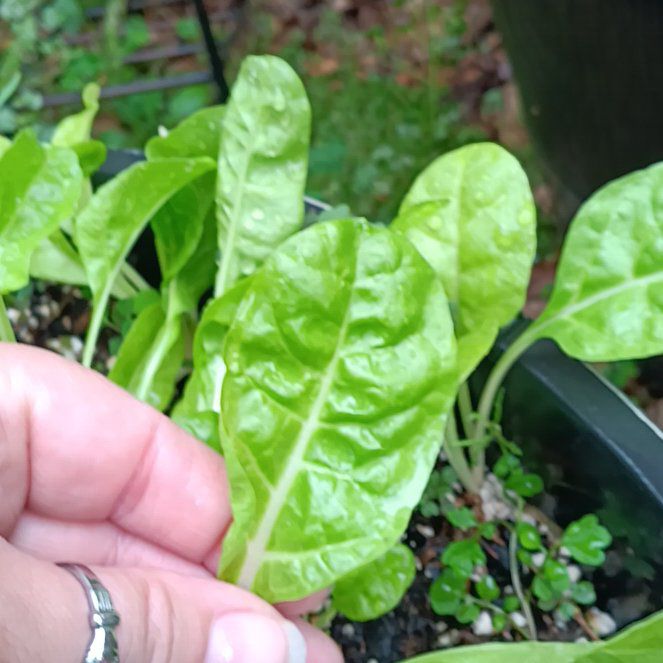 Photo of the plant species Silver Beet / Chard by @TexanBluebonnet named James Dean on Greg, the plant care app