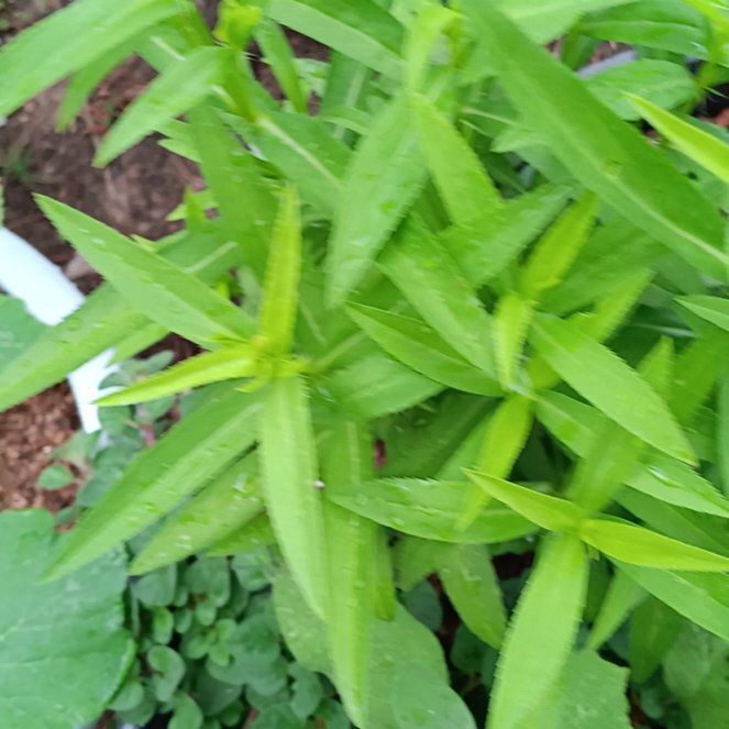 Photo of the plant species Tarragon by @TexanBluebonnet named Harper on Greg, the plant care app