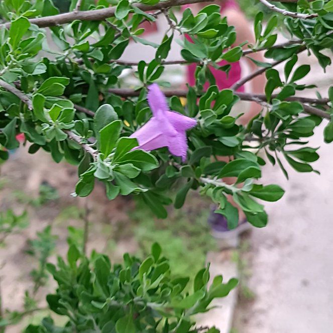 Photo of the plant species Pink Sage by @TexanBluebonnet named ChloroPhil on Greg, the plant care app
