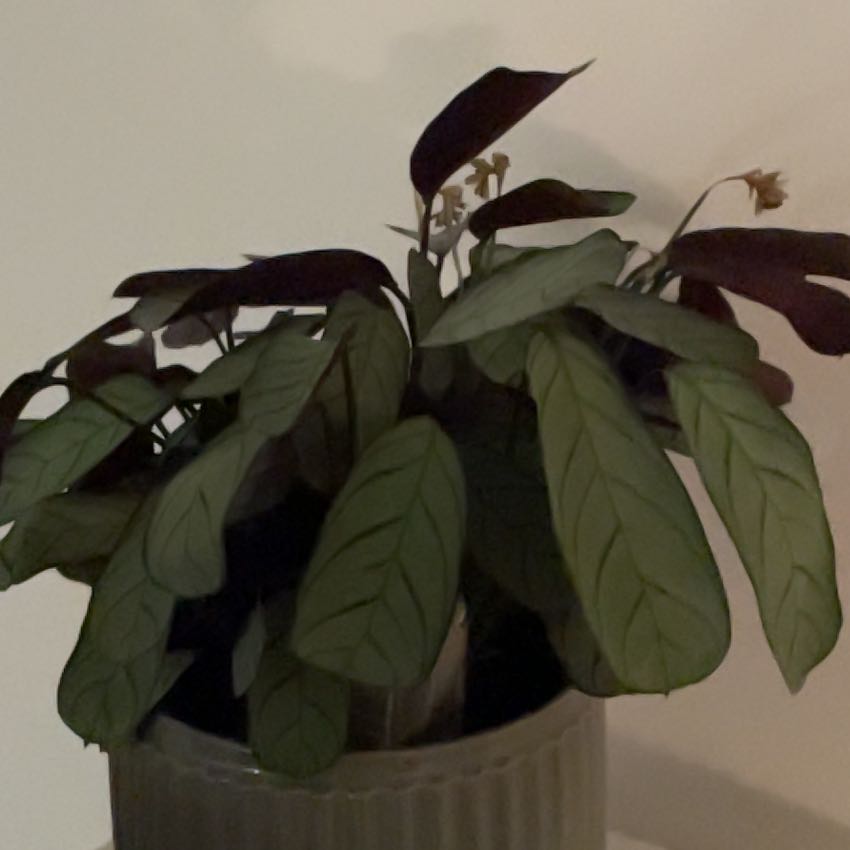 Photo of the plant species Never Never Plant by @NewTozzia86 named Neverland (Ctenanthe) on Greg, the plant care app
