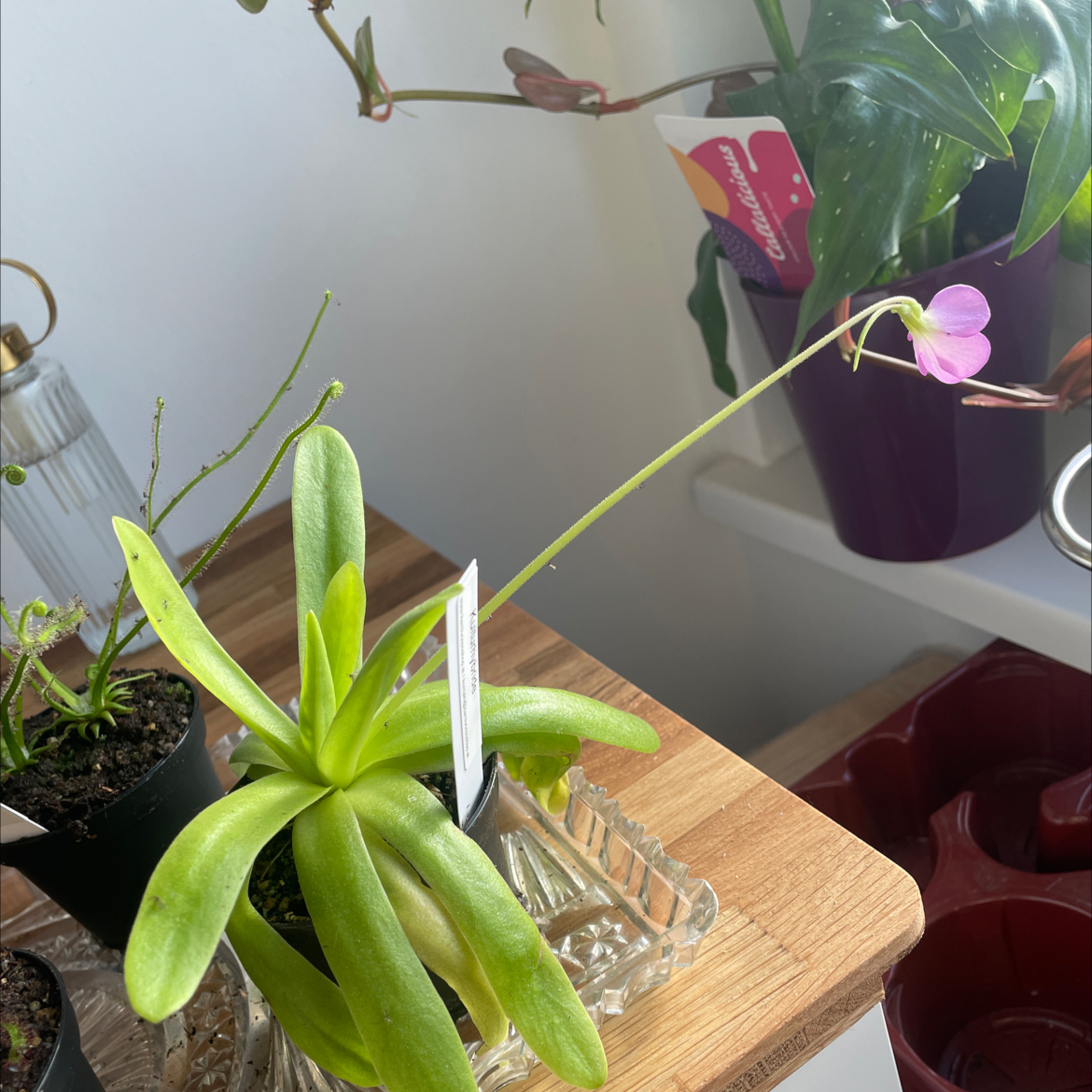 Photo of the plant species Pinguicula moctezumae by @NewTozzia86 named Pinguicula agnata x moctezumae on Greg, the plant care app