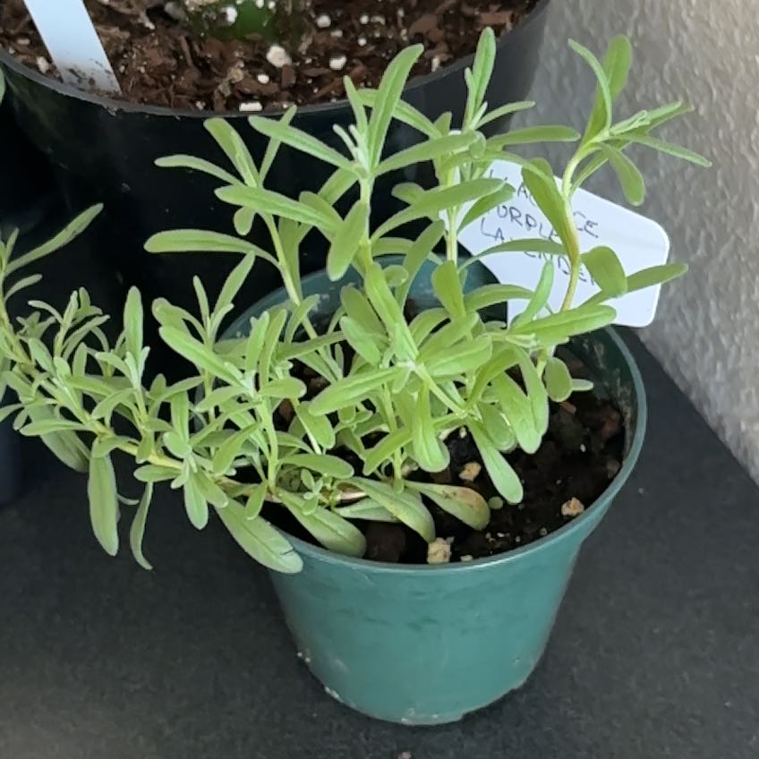 Photo of the plant species Lavender 'Elegance Purple' by @LimberBelleblue named Diana on Greg, the plant care app