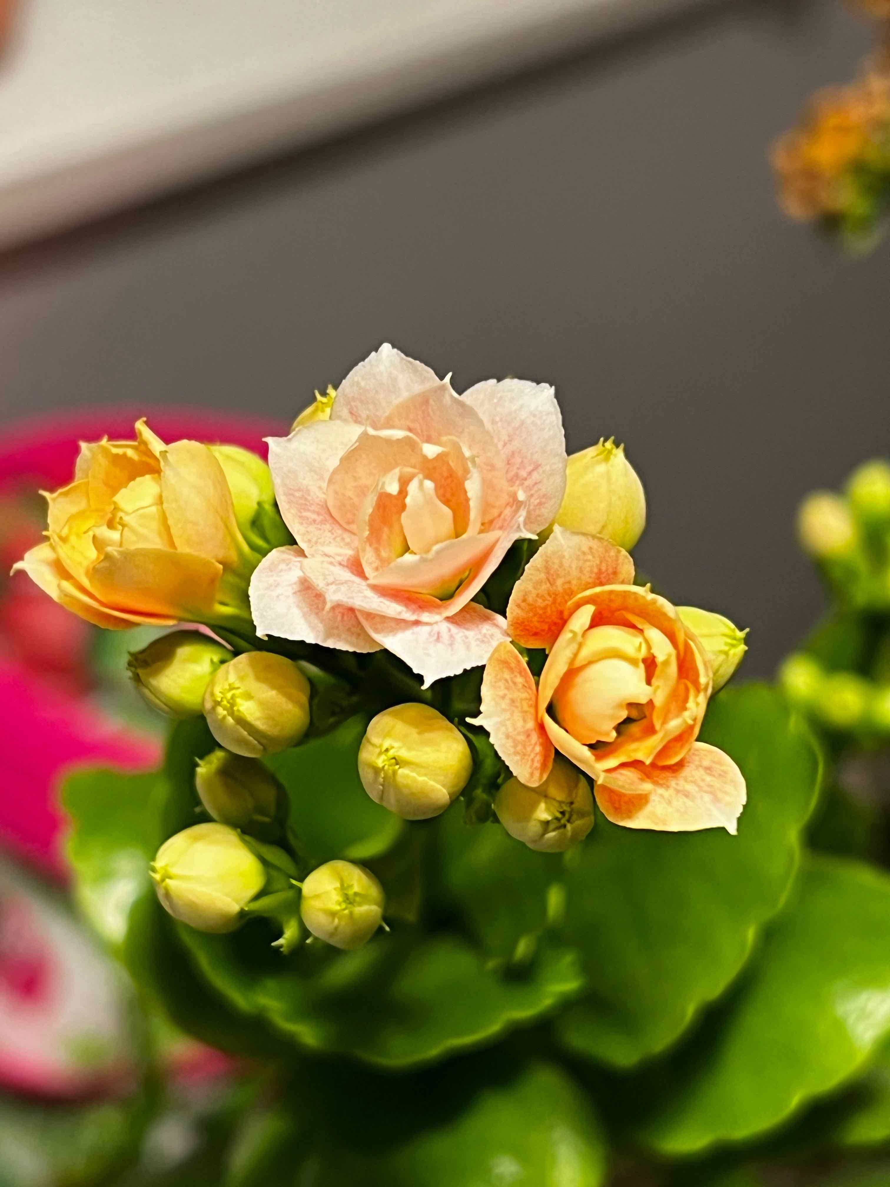 Florist Kalanchoe plant photo by @cassie.hayde named Vincent Van Grow on Greg, the plant care app.