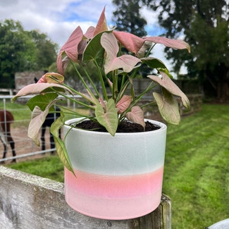 Pink Syngonium plant in Hamilton, Waikato