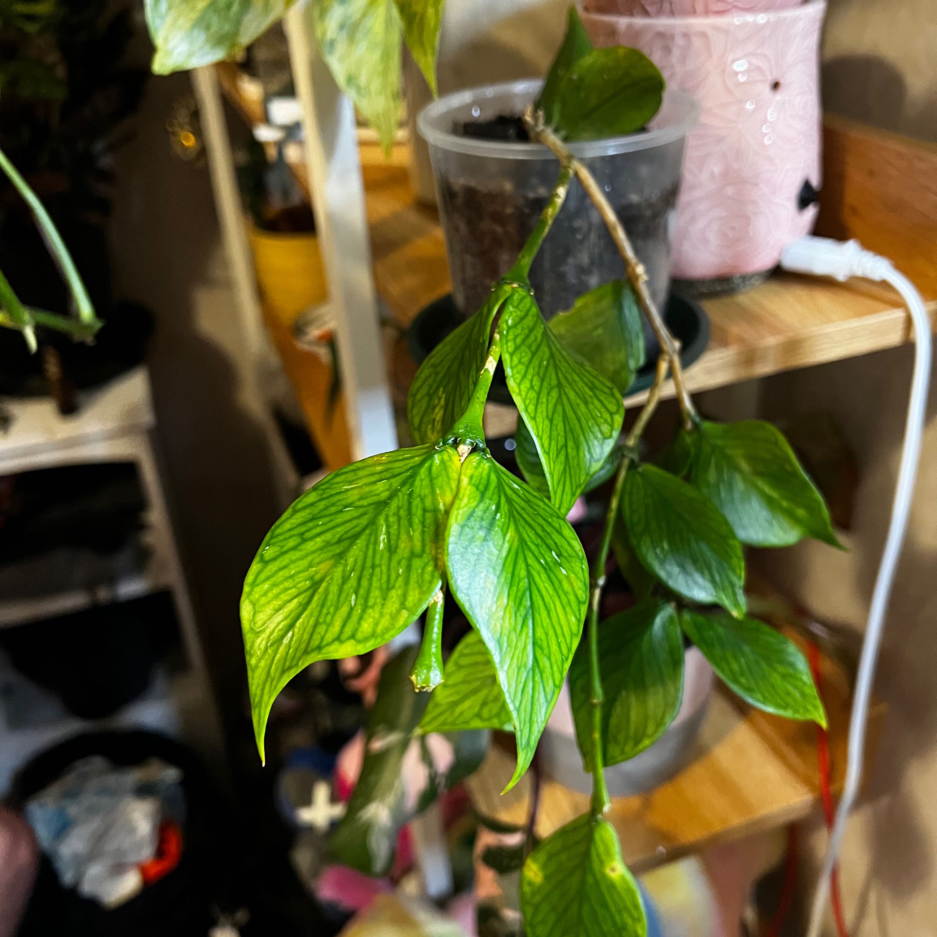 Fishtail Hoya plant with green veined leaves hanging from a stem, indoors.