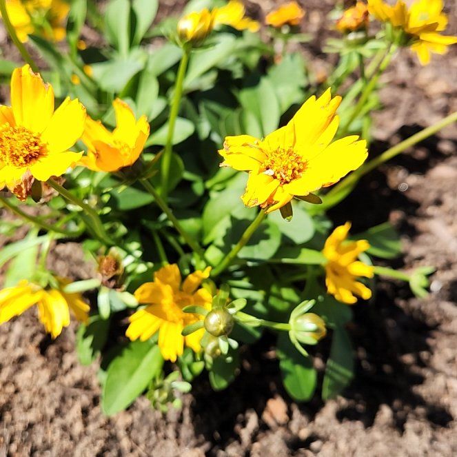 Photo of the plant species Dwarf Coreopsis by @BraveBlueelf63 named Dwarf coreopsis on Greg, the plant care app