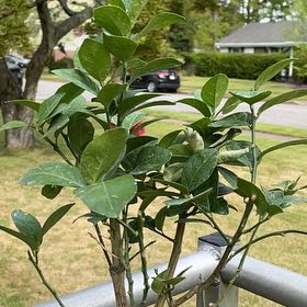 Photo of the plant species Persian Lime by @MajorGreenbeans named Demi on Greg, the plant care app