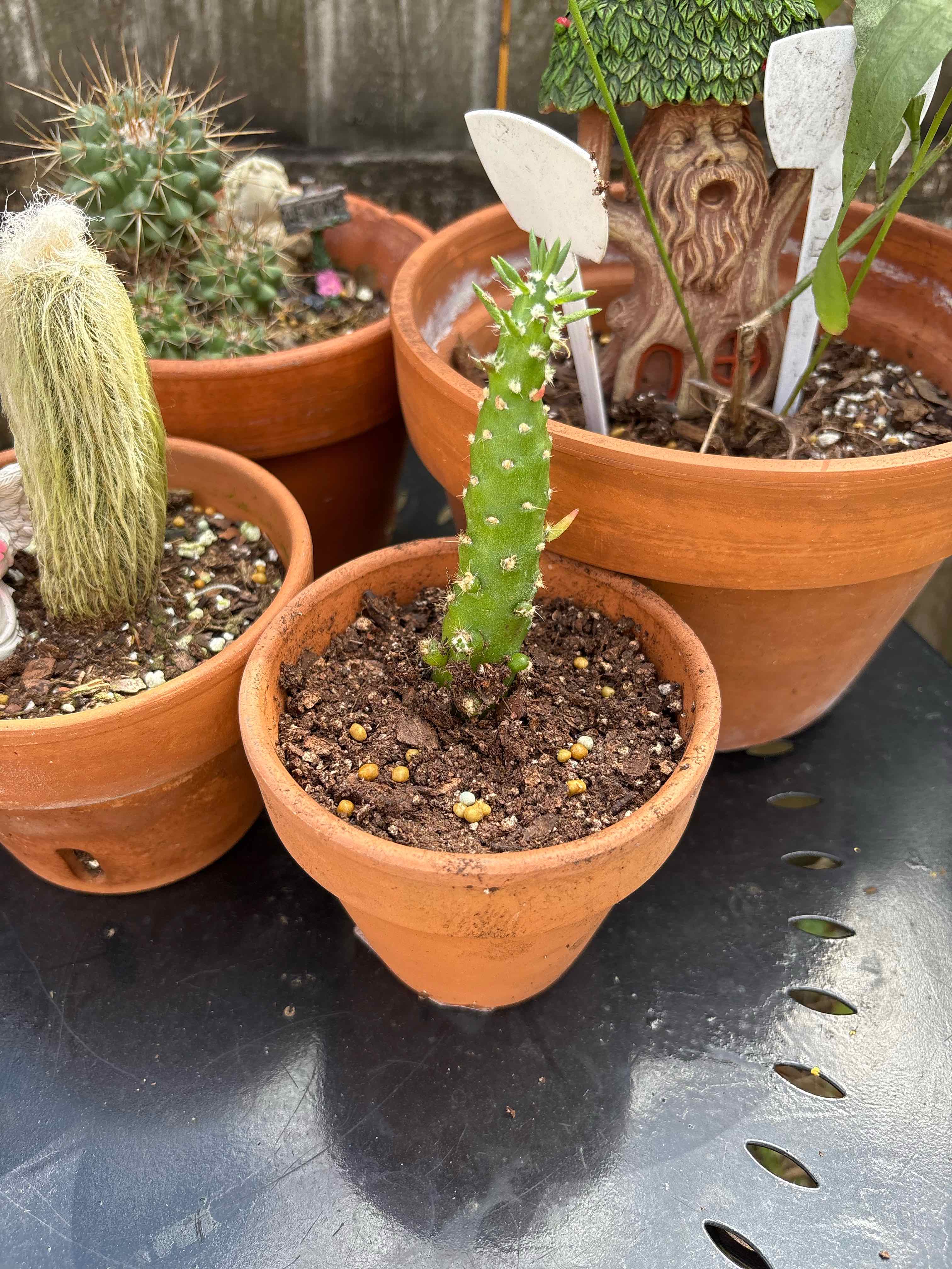 asparagus