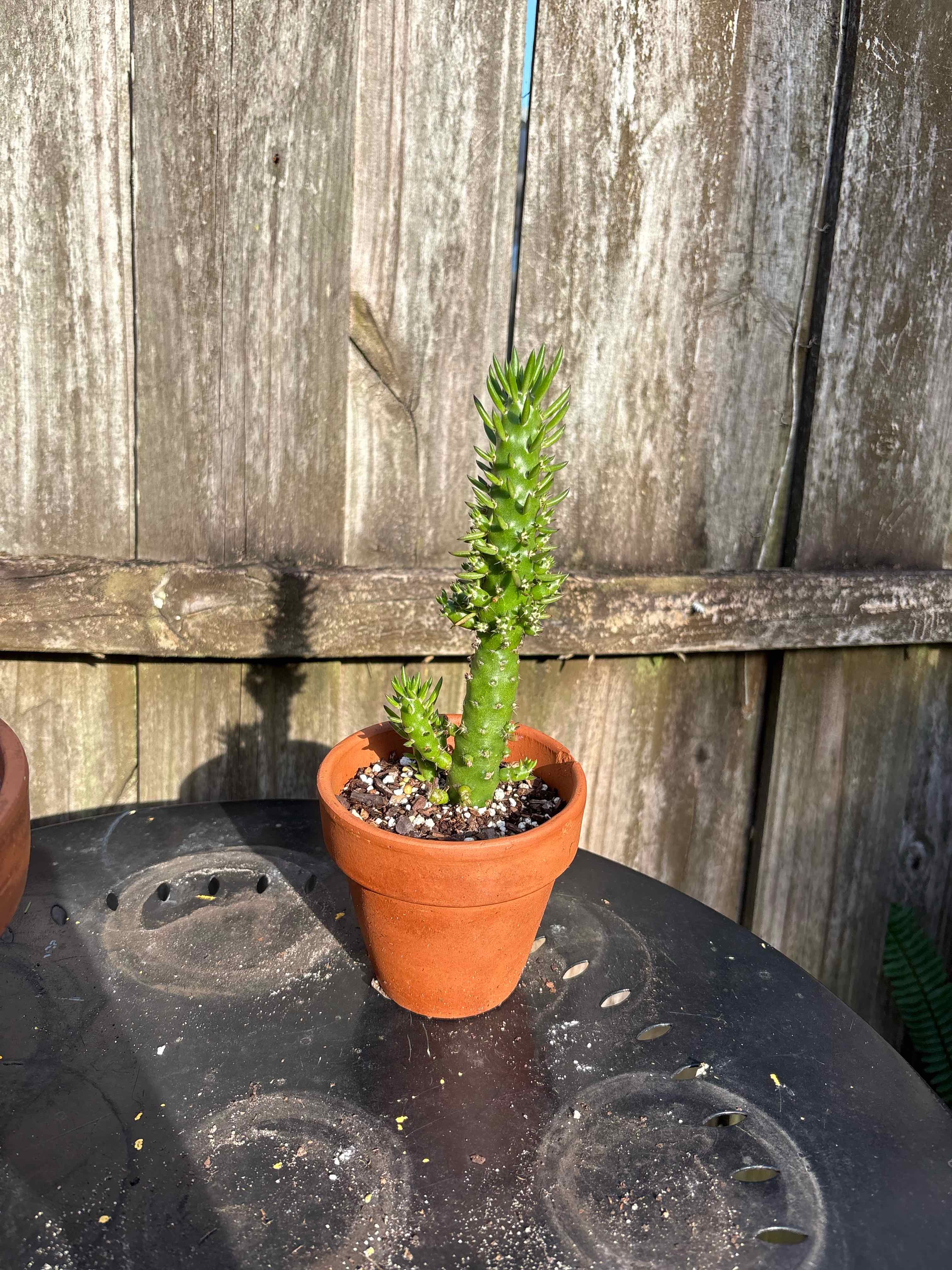 asparagus