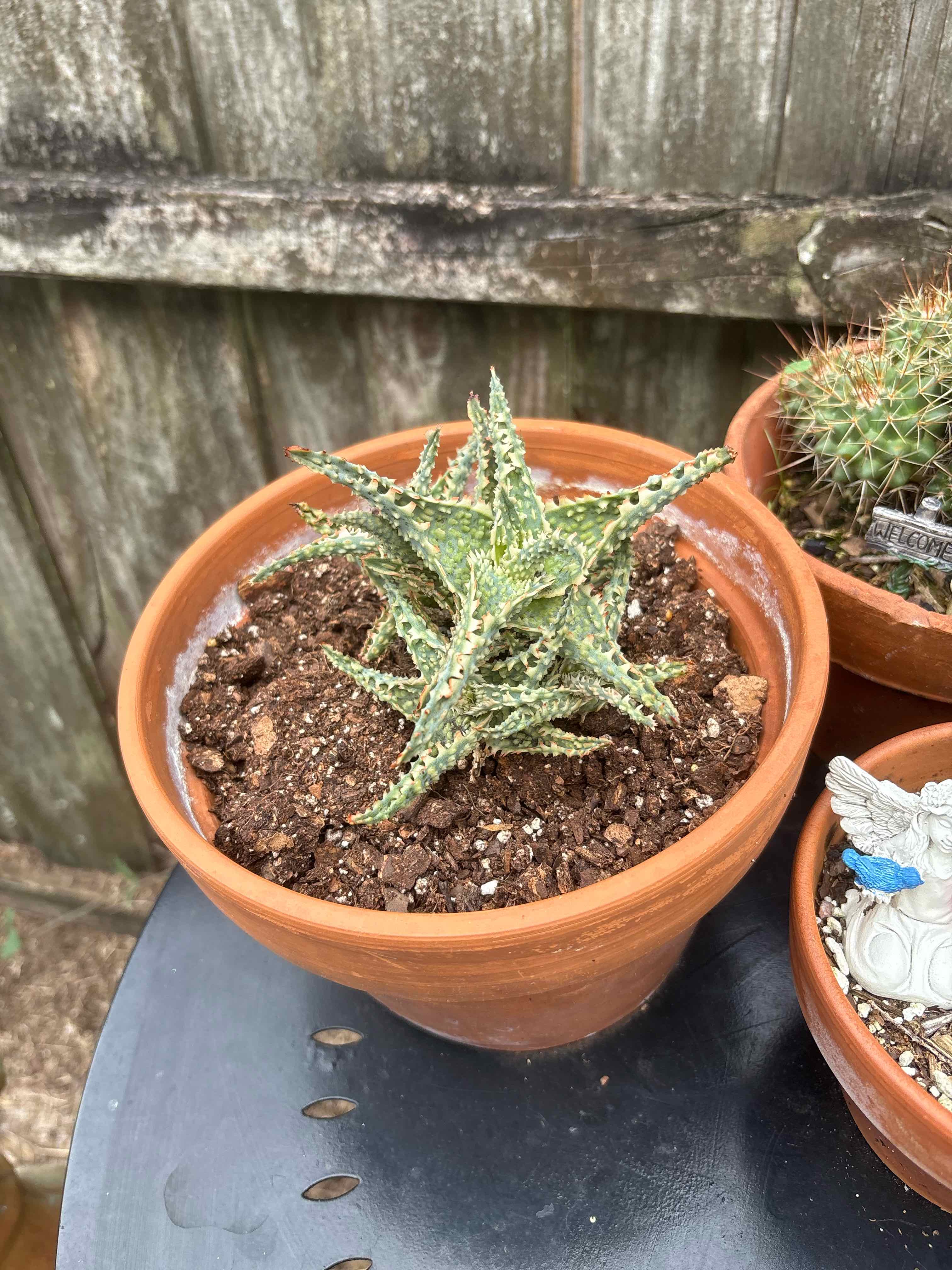 Photo of the plant species Aloe 'Oik' by @SinewyPyrethrum named Maiden on Greg, the plant care app