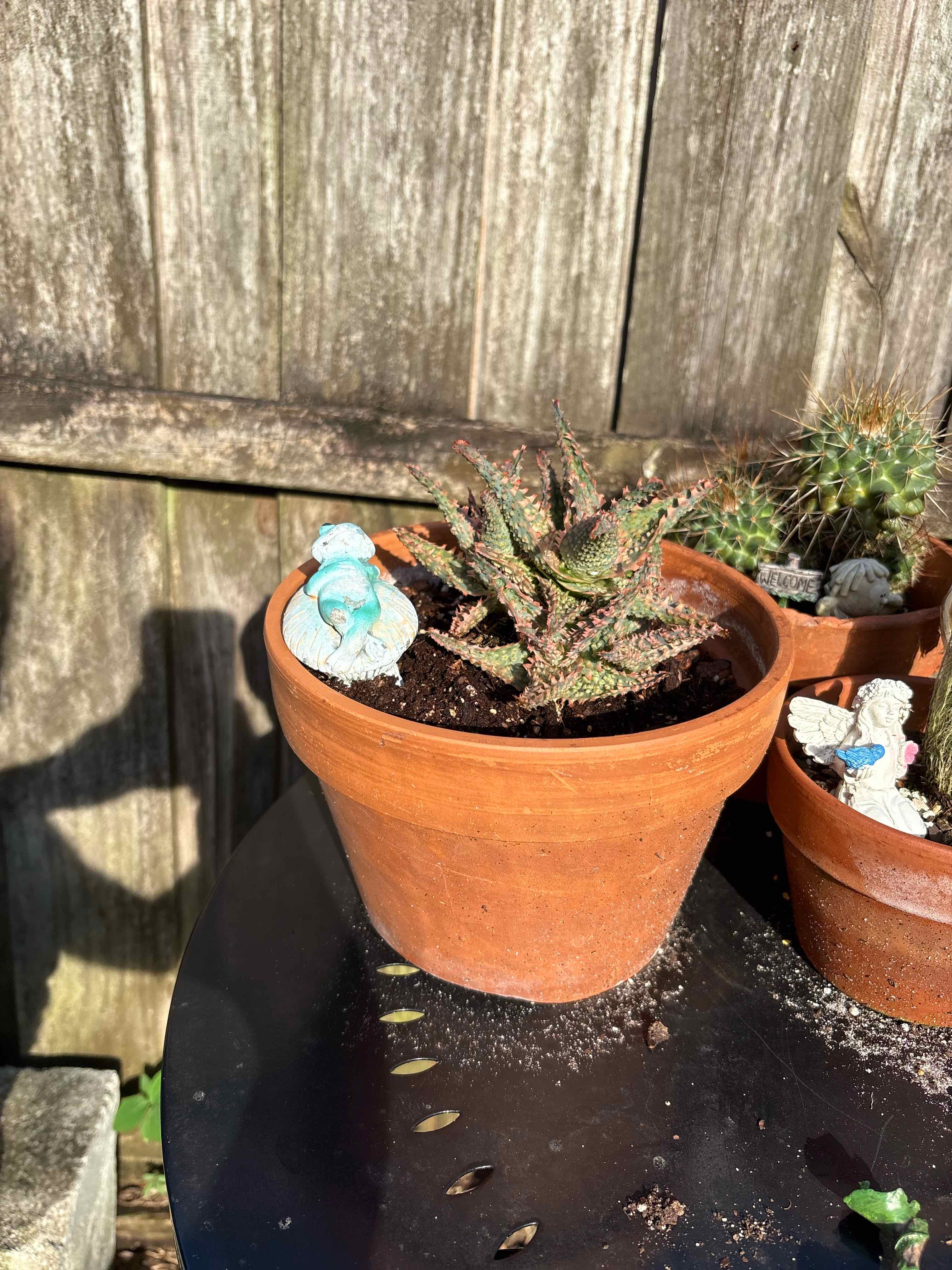 Photo of the plant species Aloe 'Oik' by @SinewyPyrethrum named Maiden on Greg, the plant care app