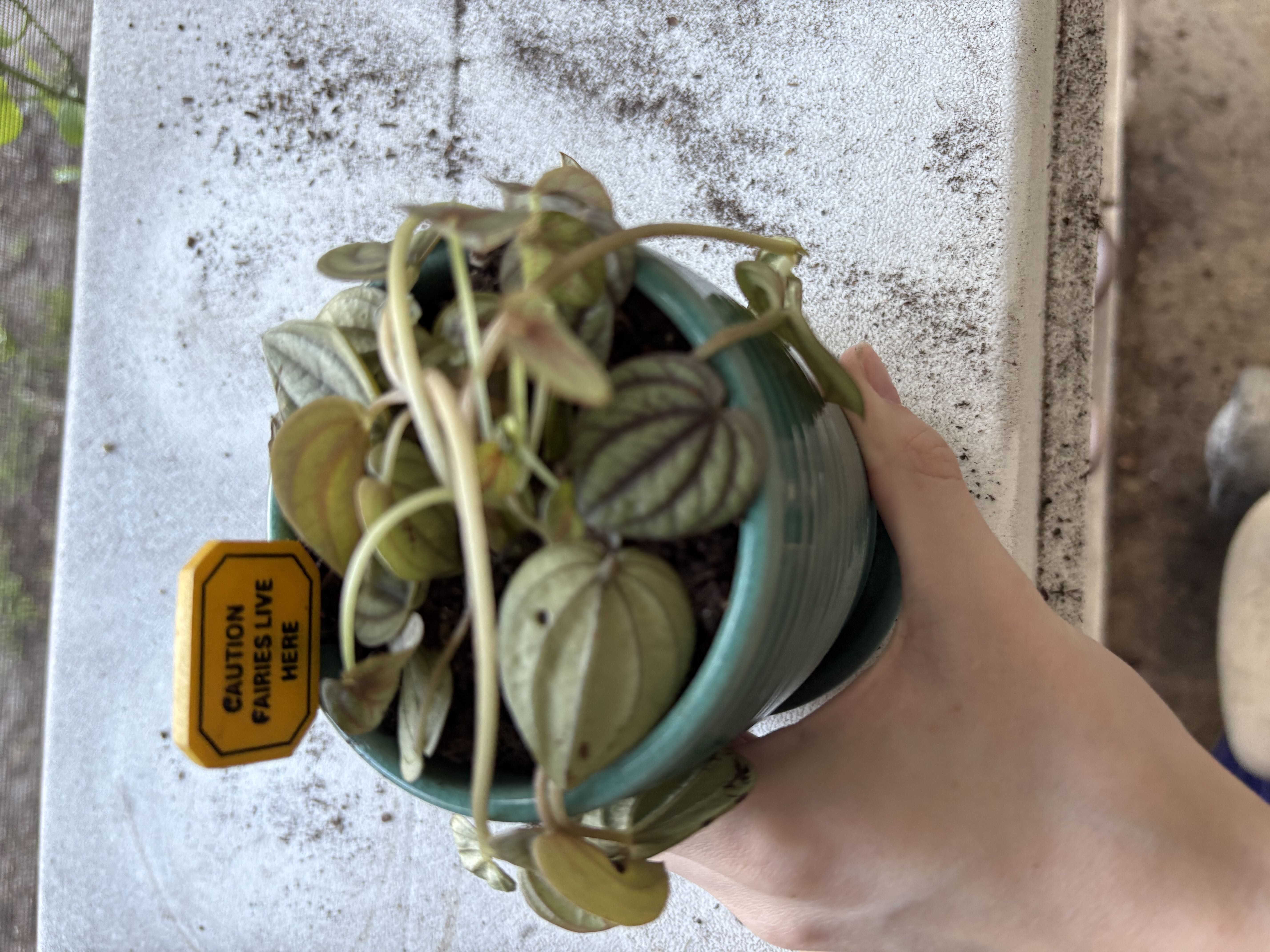 Photo from the post