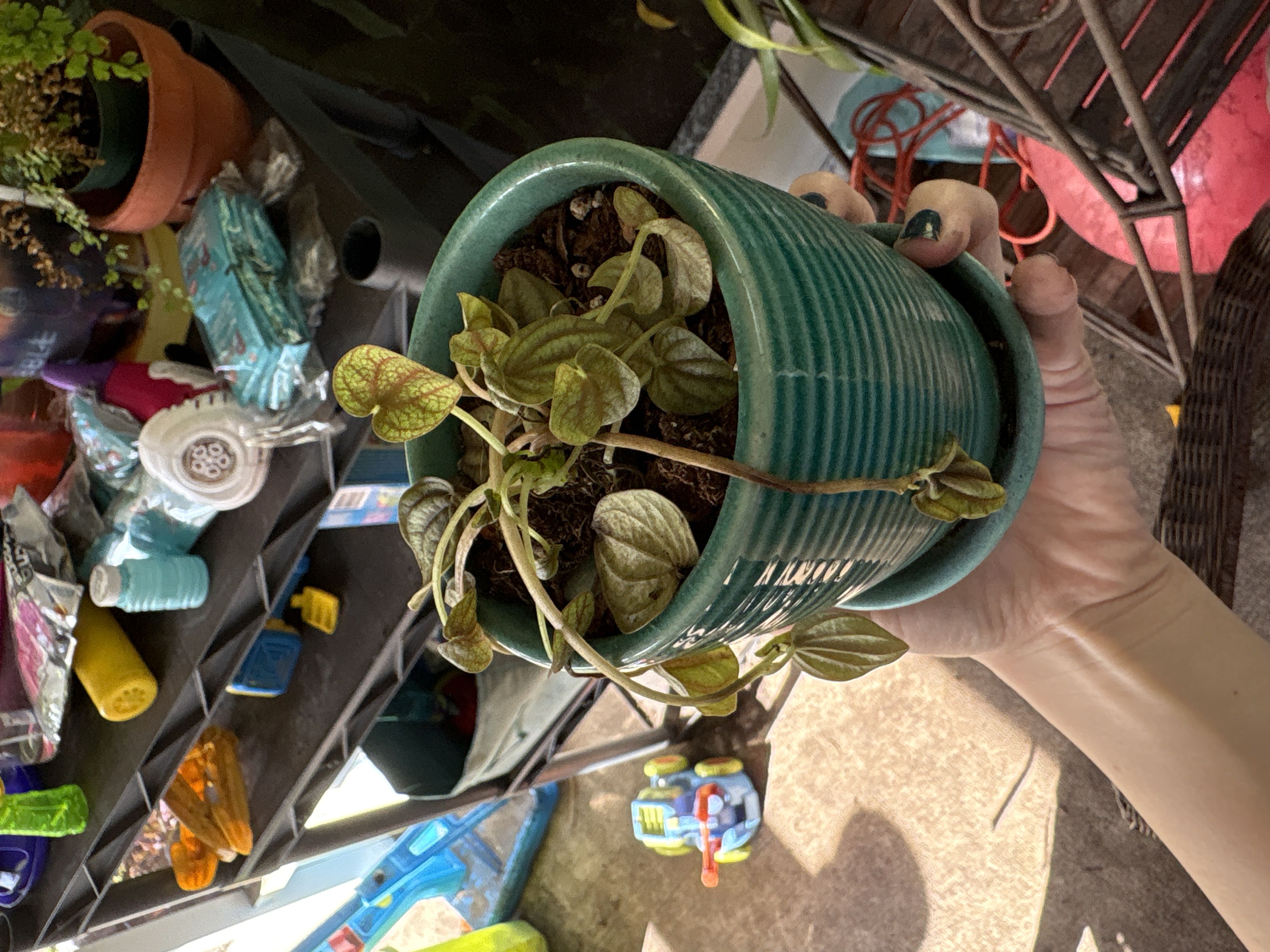 Photo from the post