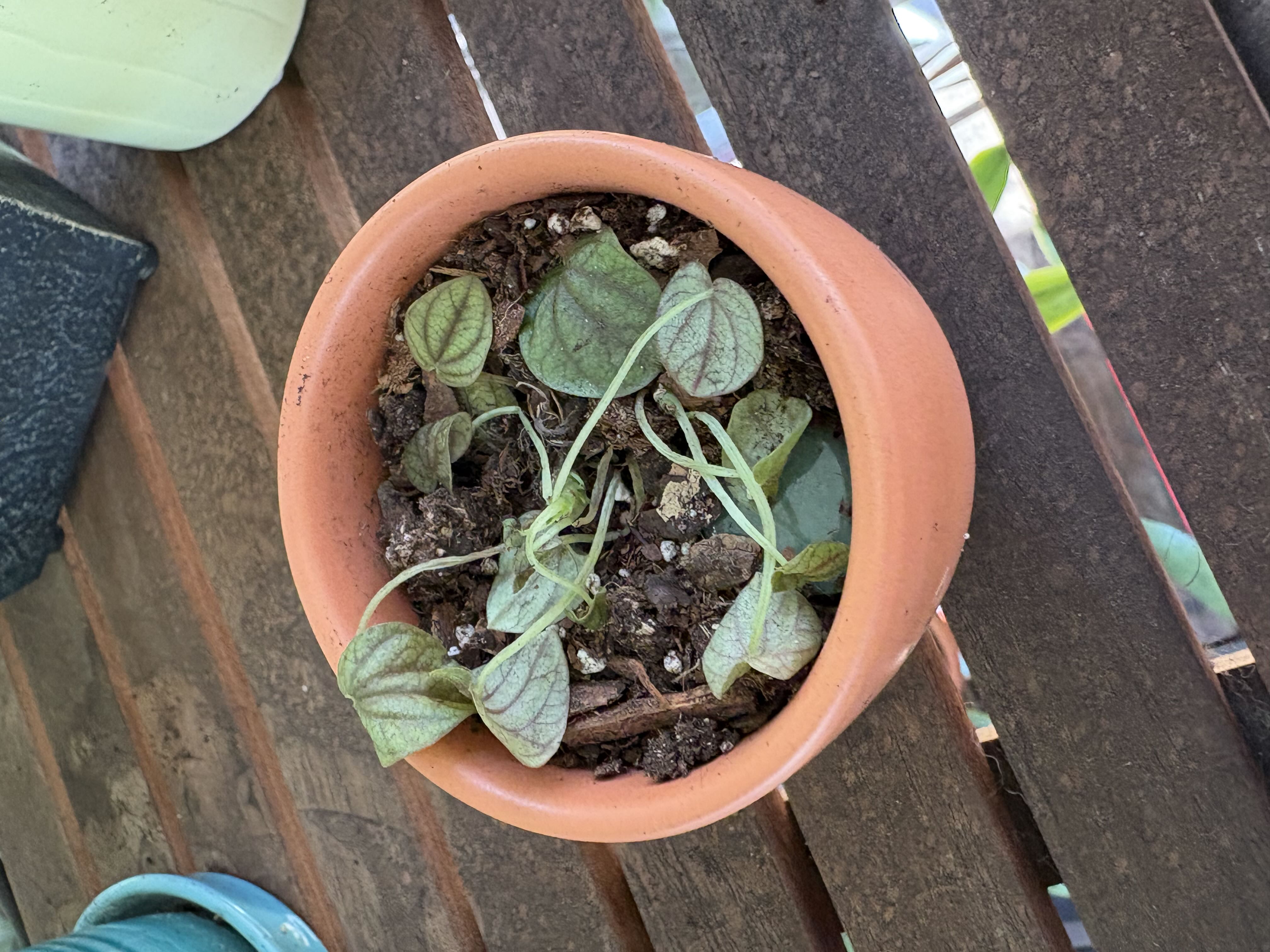 Photo from the post