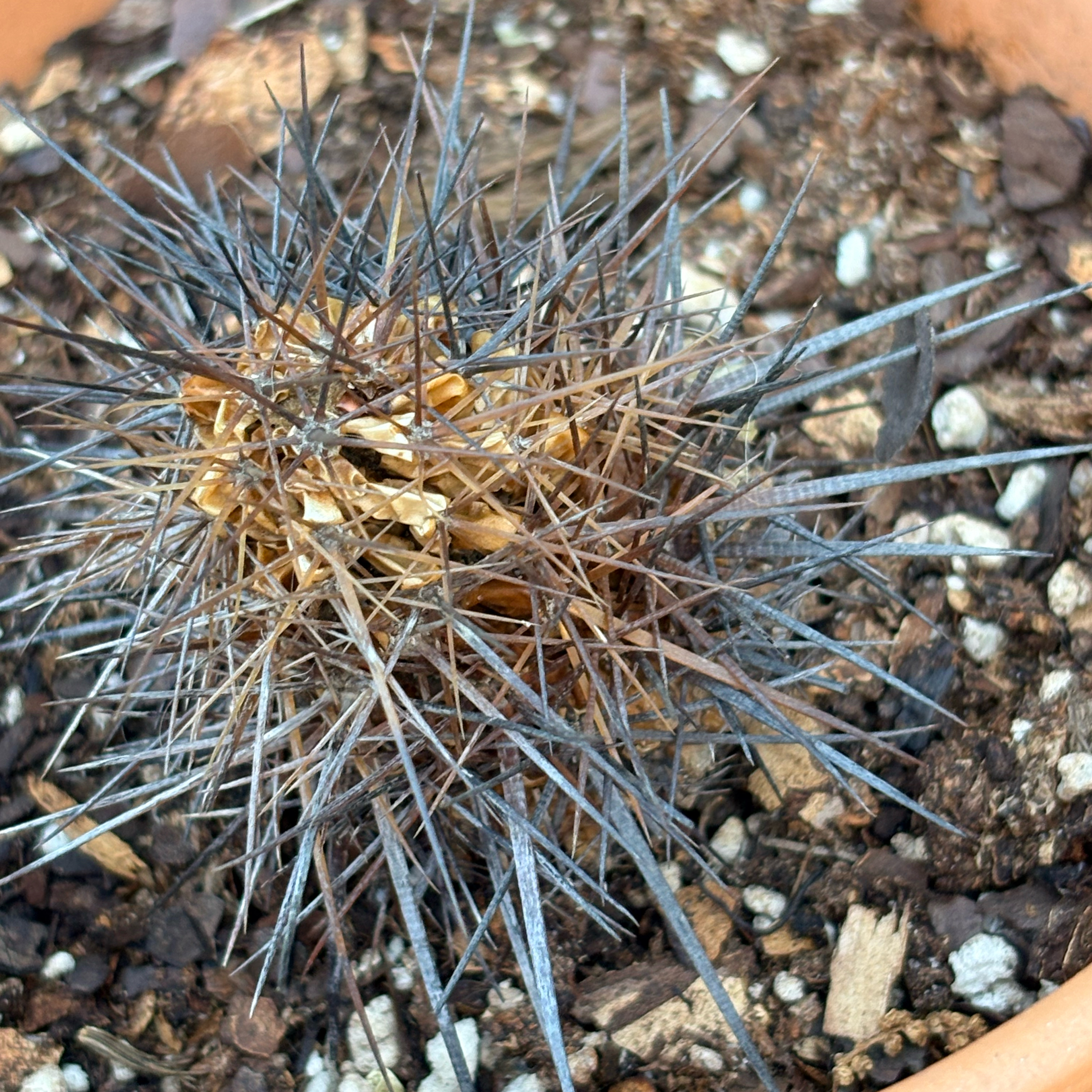 Cronos
